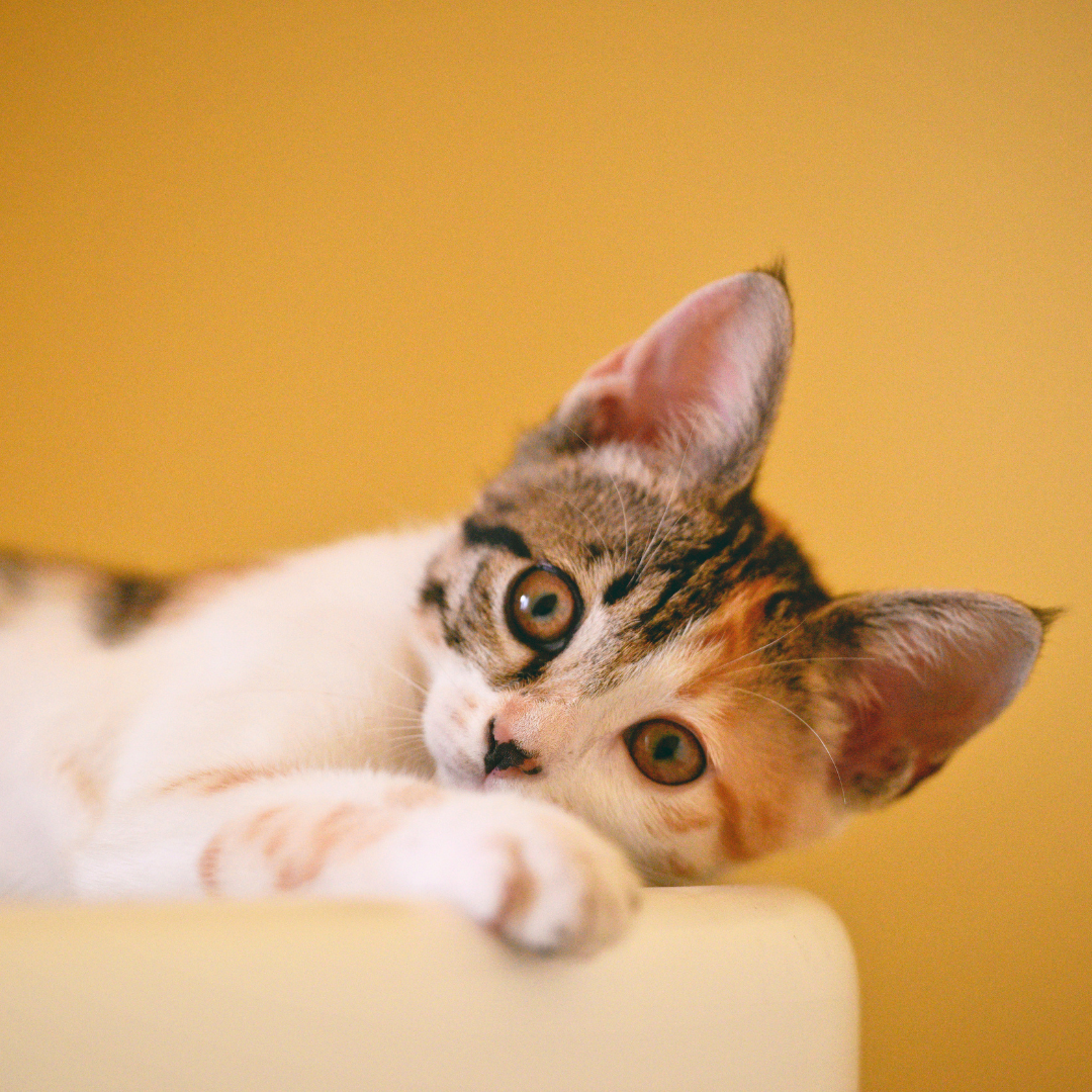 Pourquoi les chats errants sont si nombreux en France ?