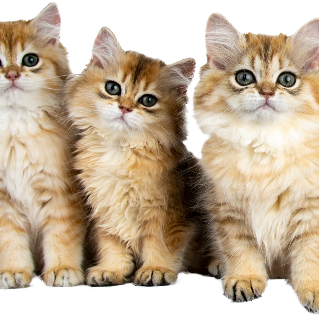 Comment bien installer un abri pour chat errant : le guide pratique