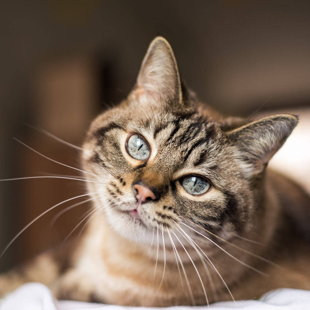 Histoires de chats errants sauvés grâce à un abri