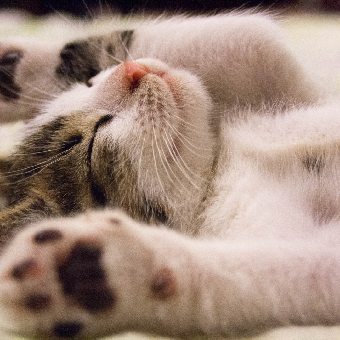 Comment les chats survivent-ils dehors ? Les étonnants mécanismes d’adaptation