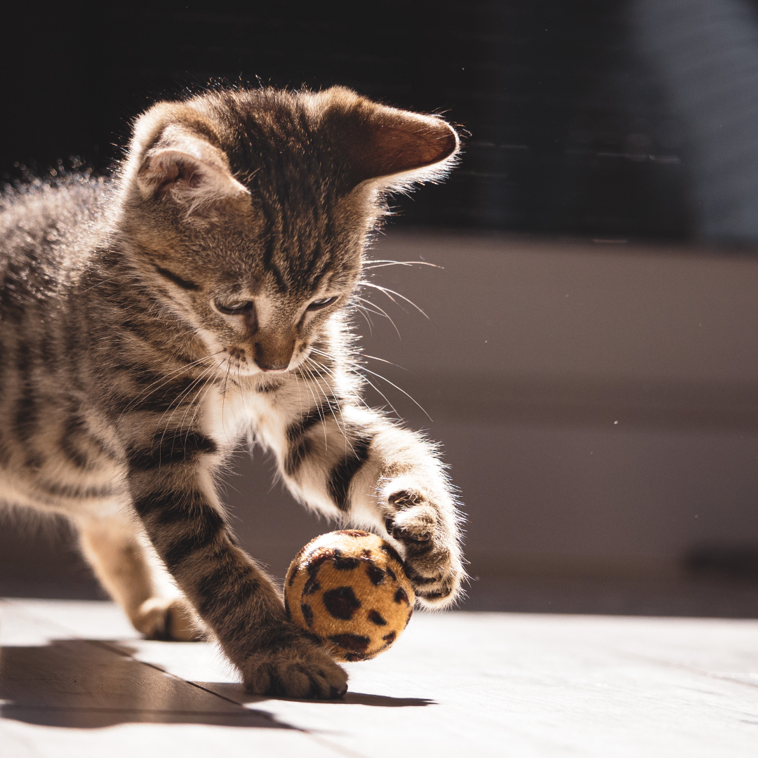 Pourquoi la question des chats errants est une responsabilité collective