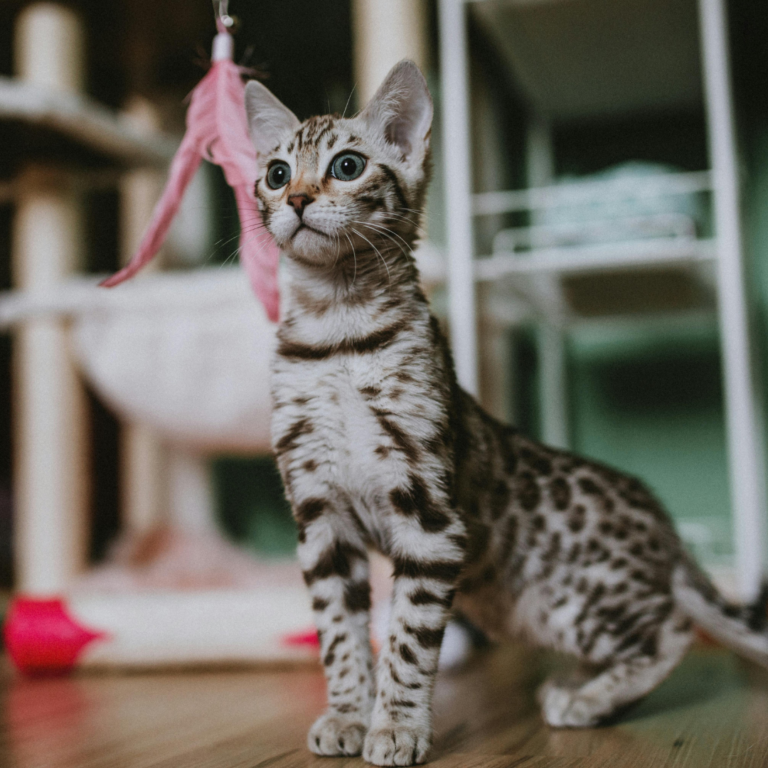 Que faire si vous découvrez un chat errant dans votre jardin ?