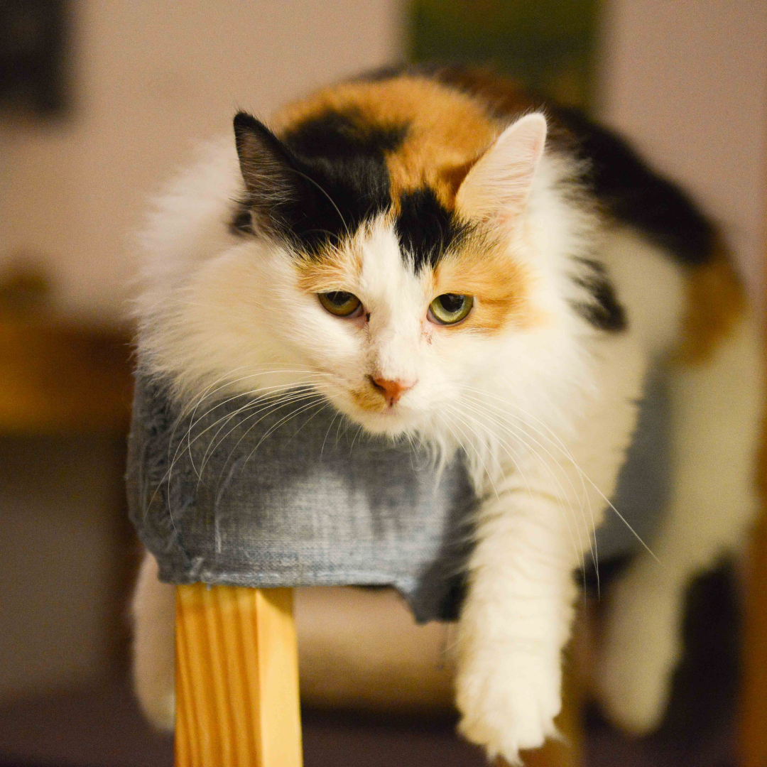 10 idées reçues sur les chats errants : ce qu’il faut vraiment savoir