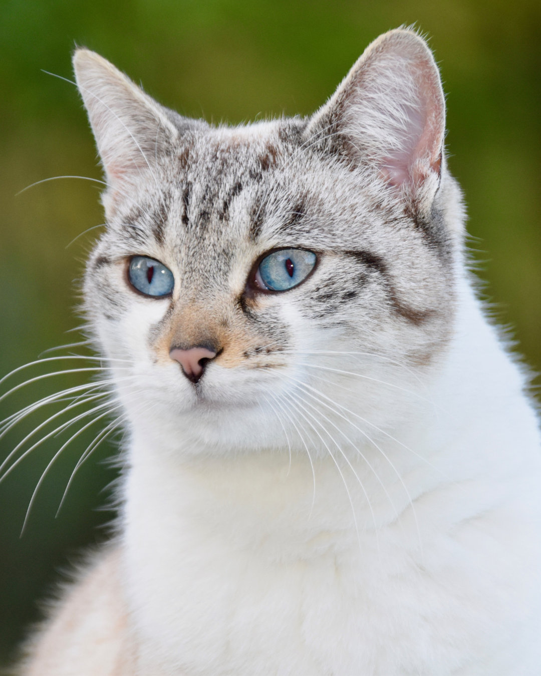 Miawi – Comment les chats errants soulagent la solitude et améliorent la santé mentale des humains ?
