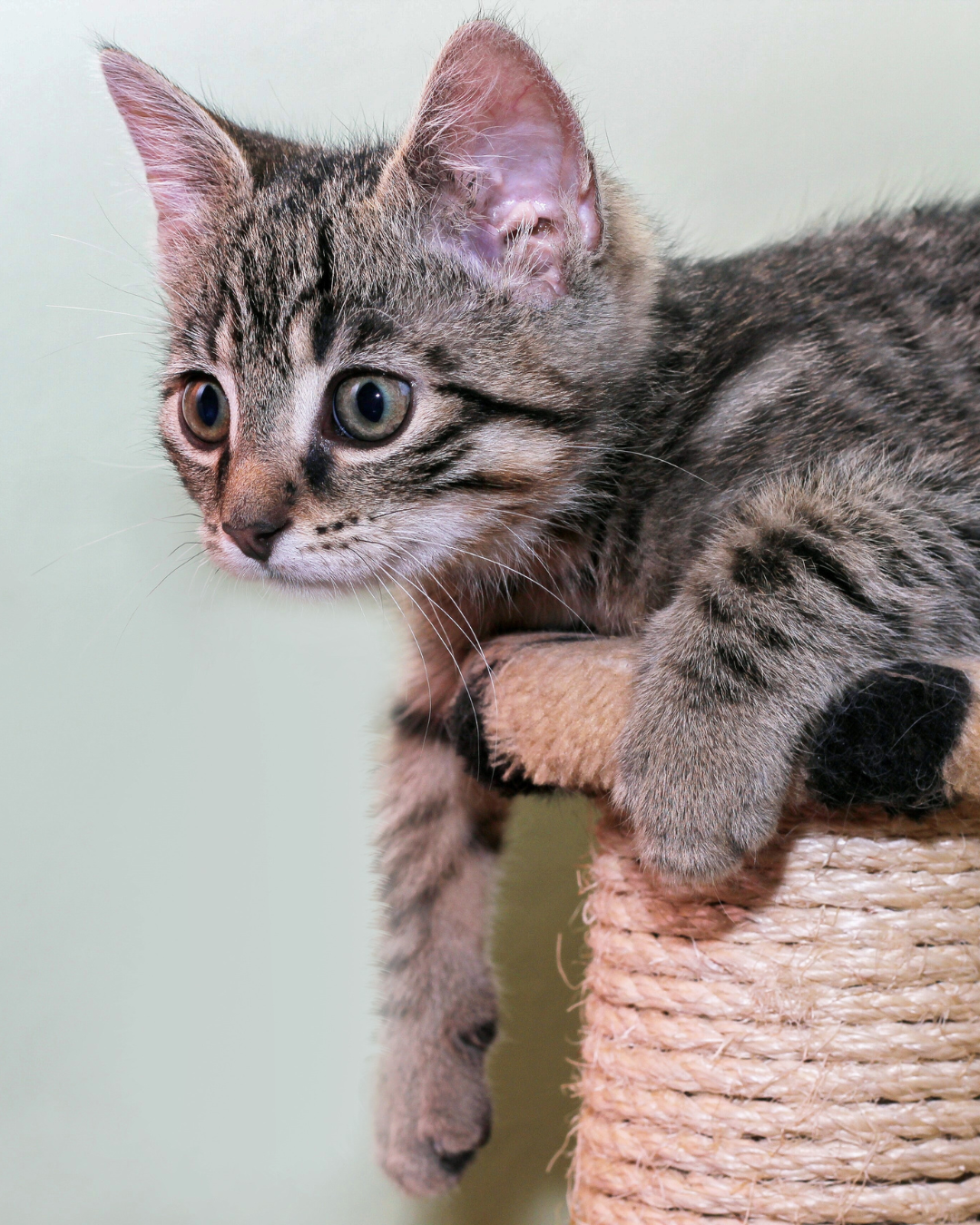 Miawi – 5 idées reçues sur les chats errants qui empêchent de les aider (et la vérité derrière ces mythes)