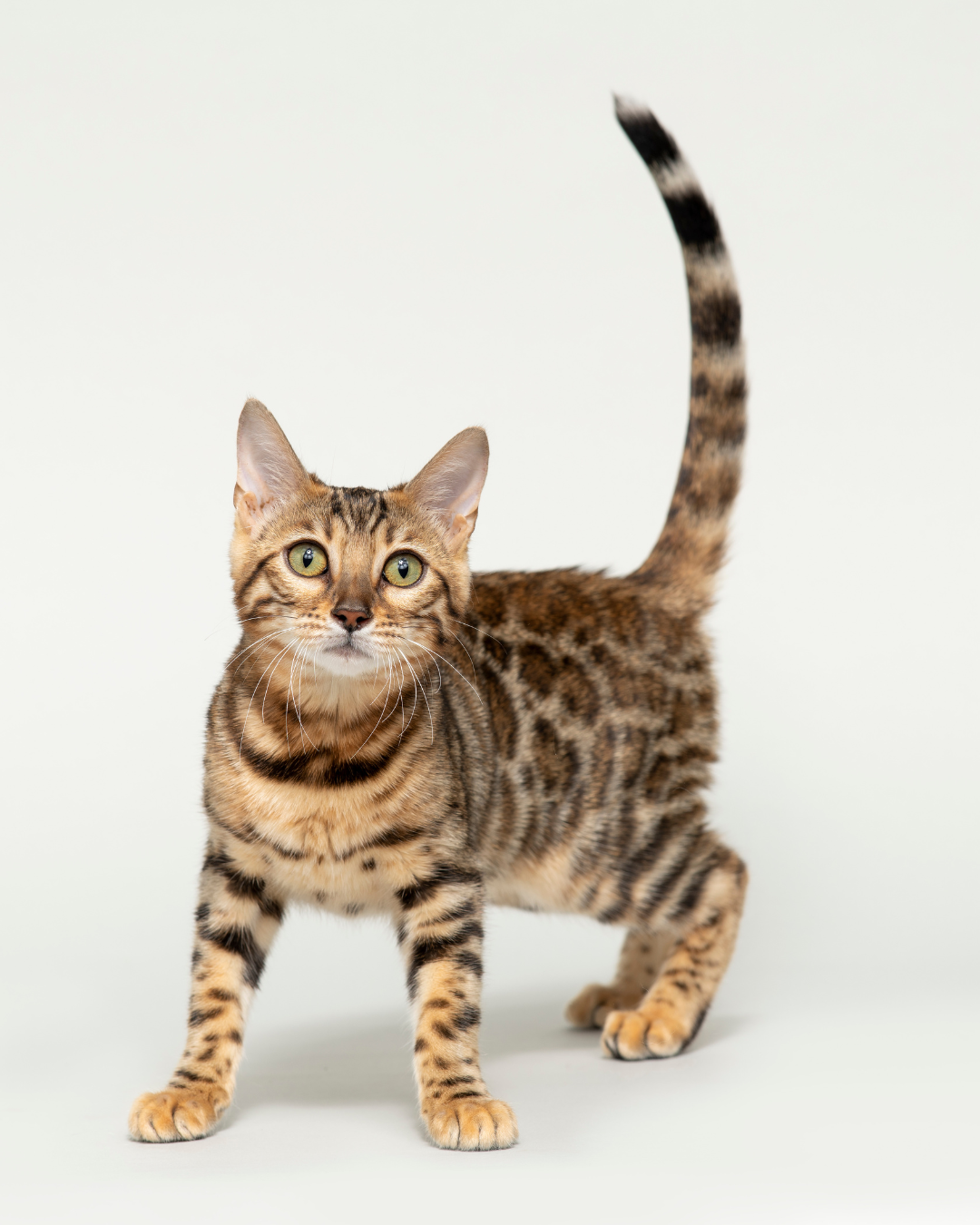 Miawi – Les chats errants souffrent aussi de solitude : ce que révèle la science