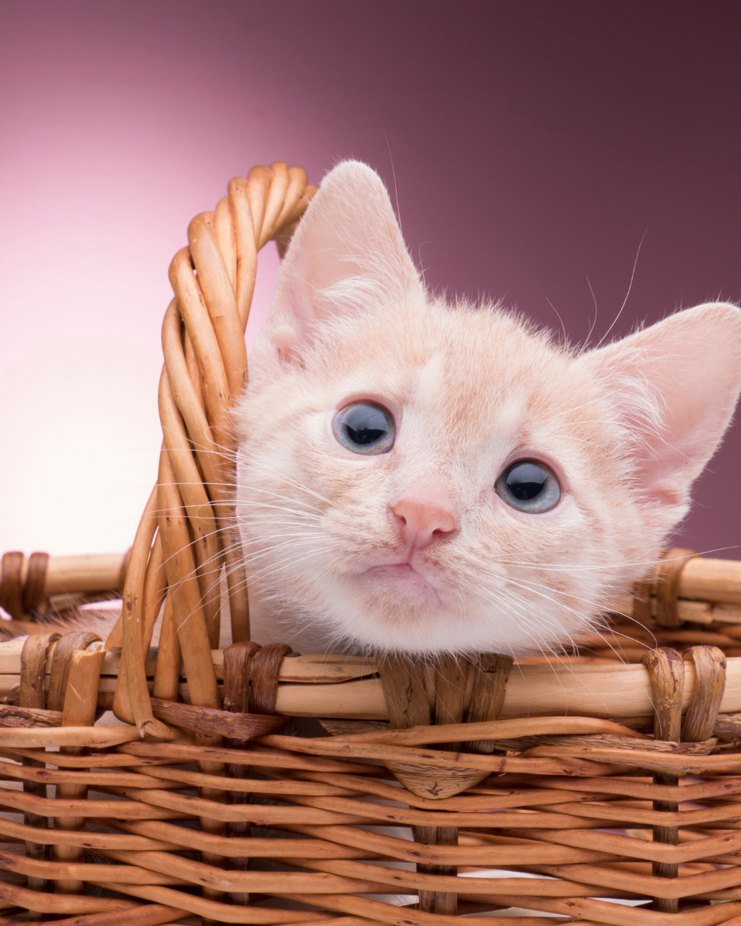 Miawi – Le langage secret des chats errants : comment ils communiquent entre eux… et avec nous ?