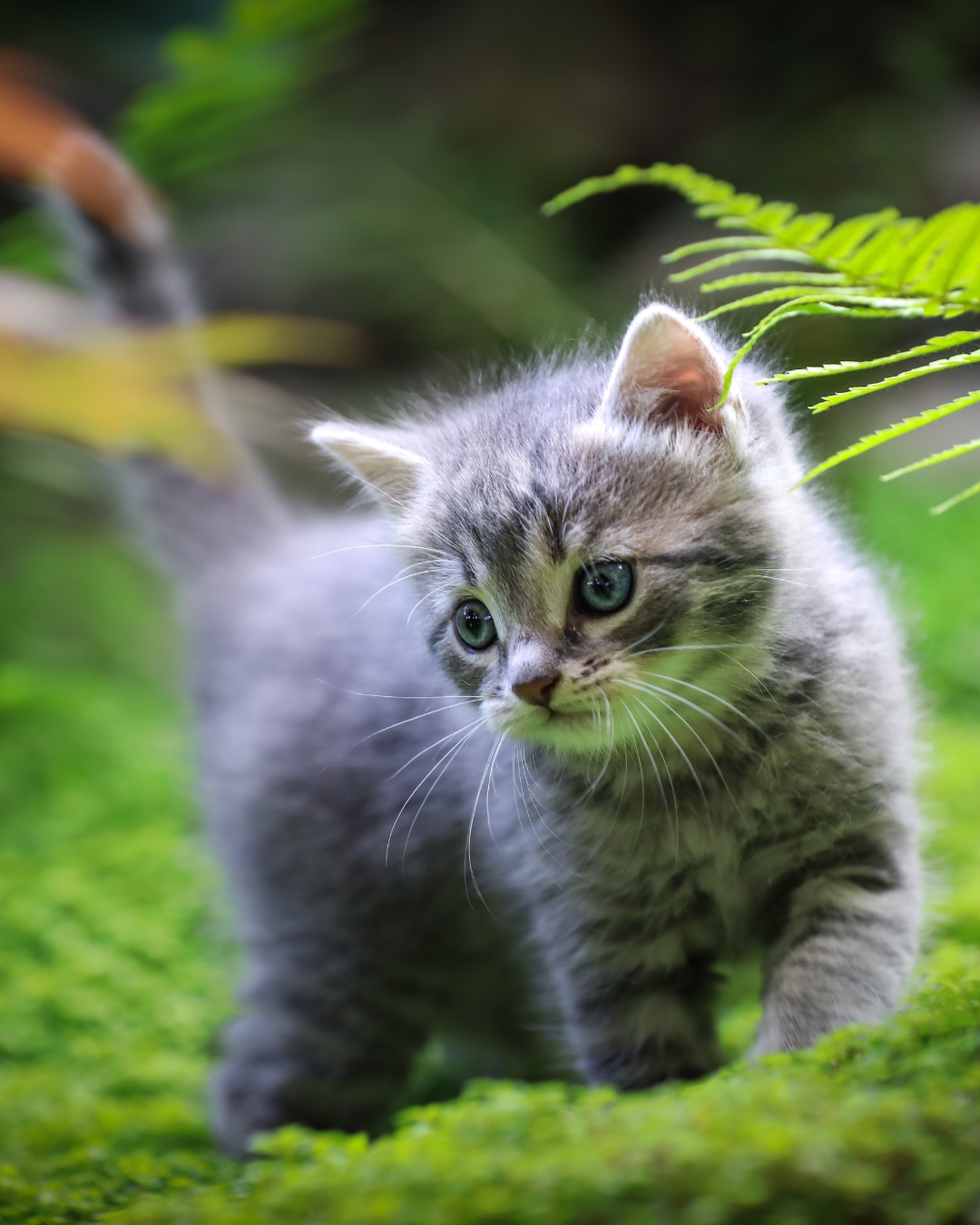 Miawi – Le stress thermique chez les chats errants : ce qui se passe réellement dans leur corps