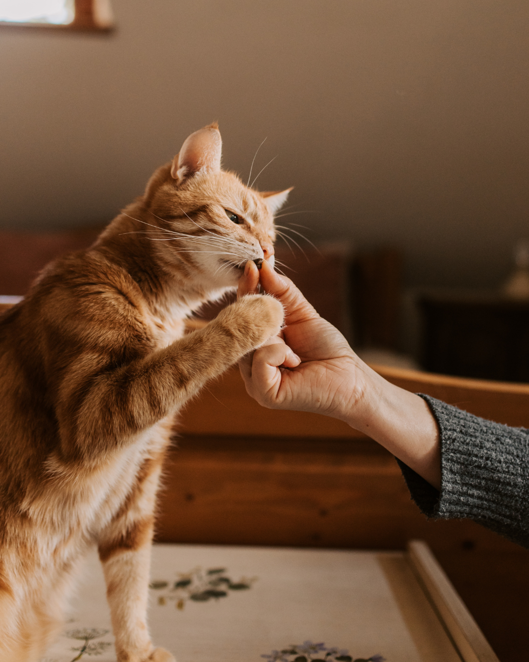 Miawi – Comment le système immunitaire des chats errants s’effondre sans abri ?