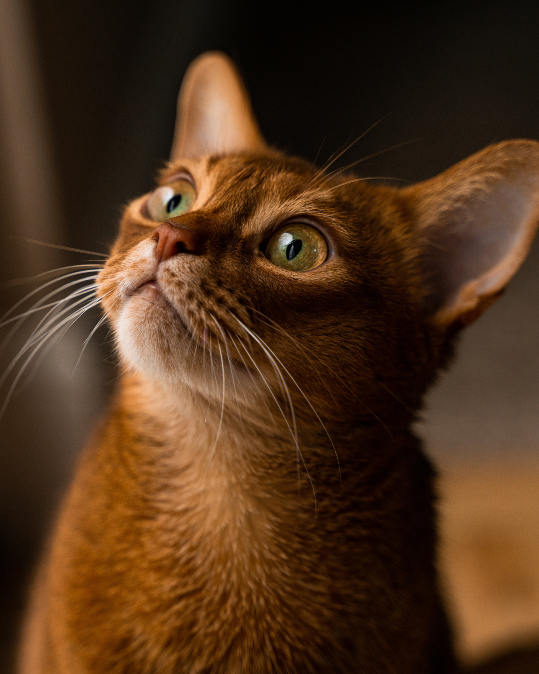 Miawi – Pourquoi un chat errant ne dort jamais vraiment ?