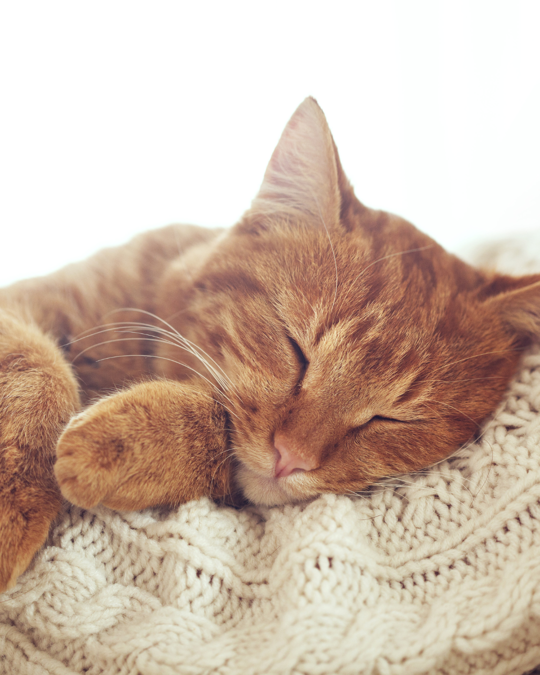 Miawi – Les émotions des chats errants : ce que révèlent les neurosciences