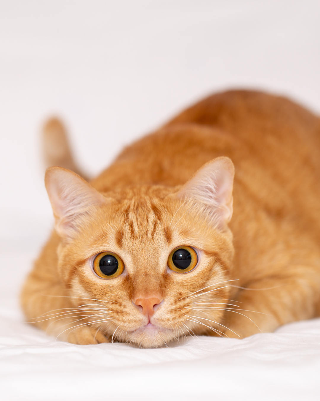 Miawi – Que faire si un chat se réfugie chez vous ? 5 étapes essentielles à connaître