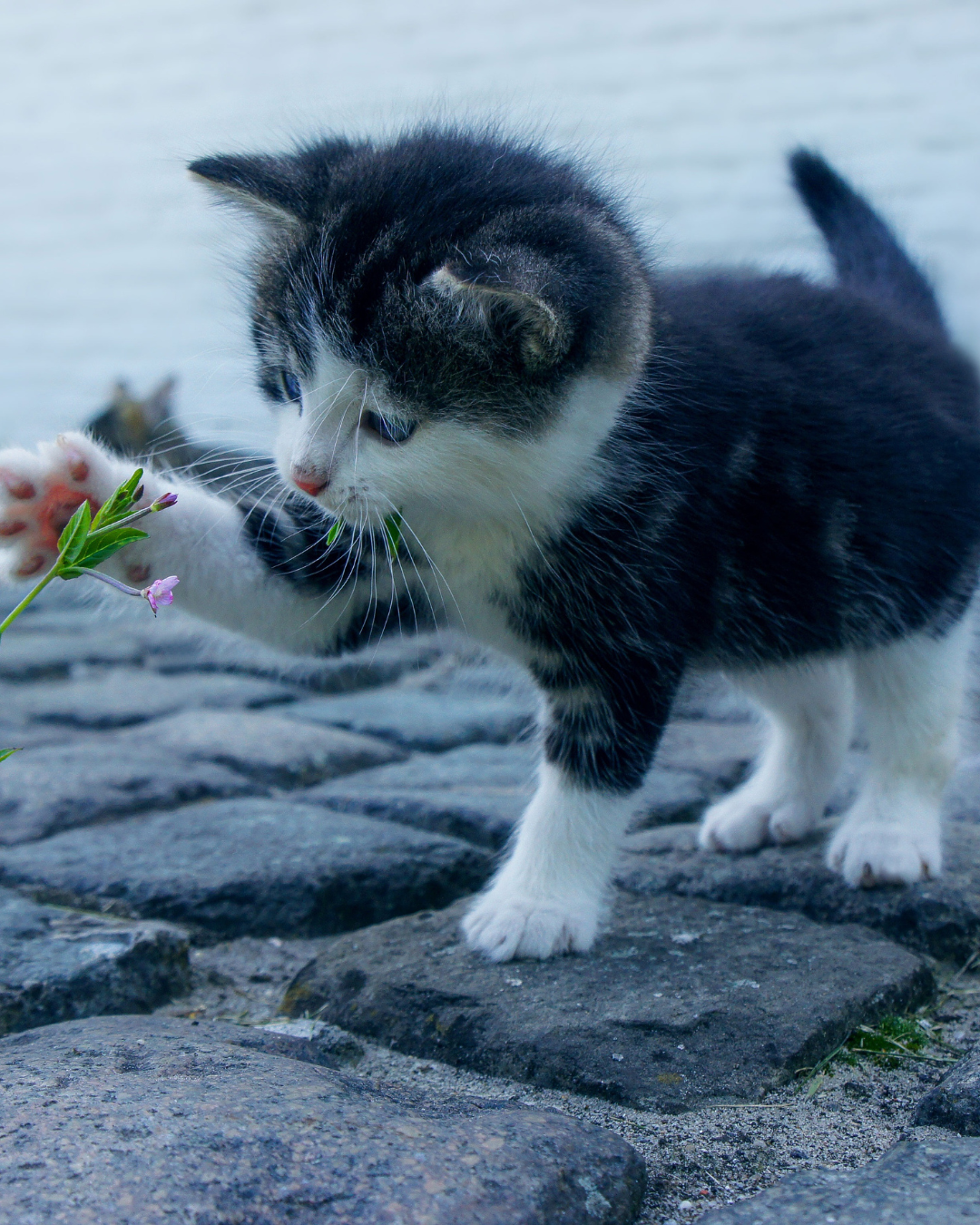 Miawi – Pourquoi les chats ressentent davantage le froid que les chiens ?