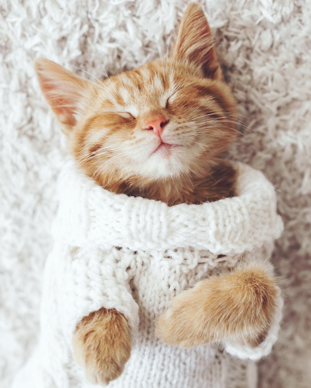 Miawi – Comment reconnaître un chat errant d’un chat domestique ? 5 signes qui ne trompent pas