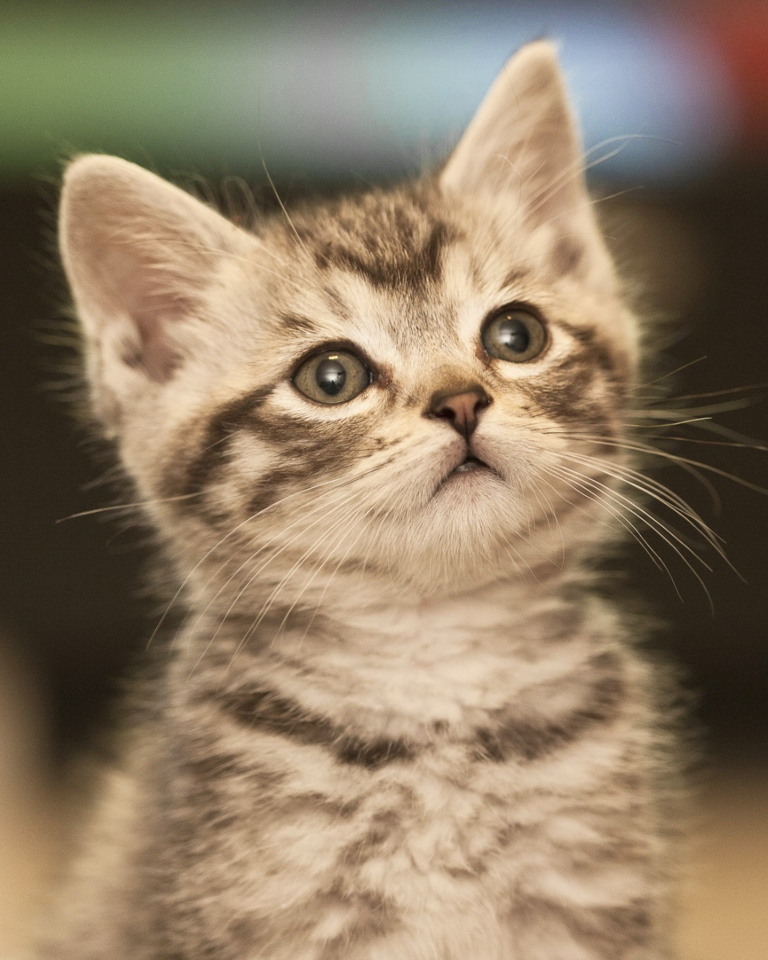 Miawi – Comment un simple abri peut réduire les souffrances animales et les dépenses publiques ?