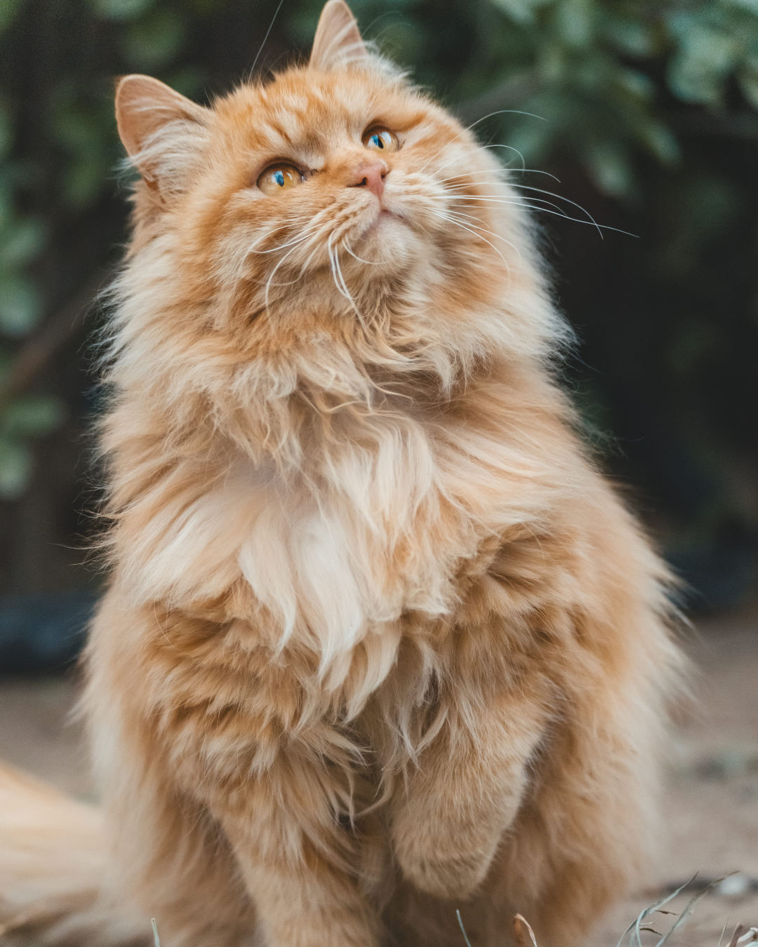 Miawi – L’humidité : l’ennemi invisible qui tue plus de chats errants que le froid