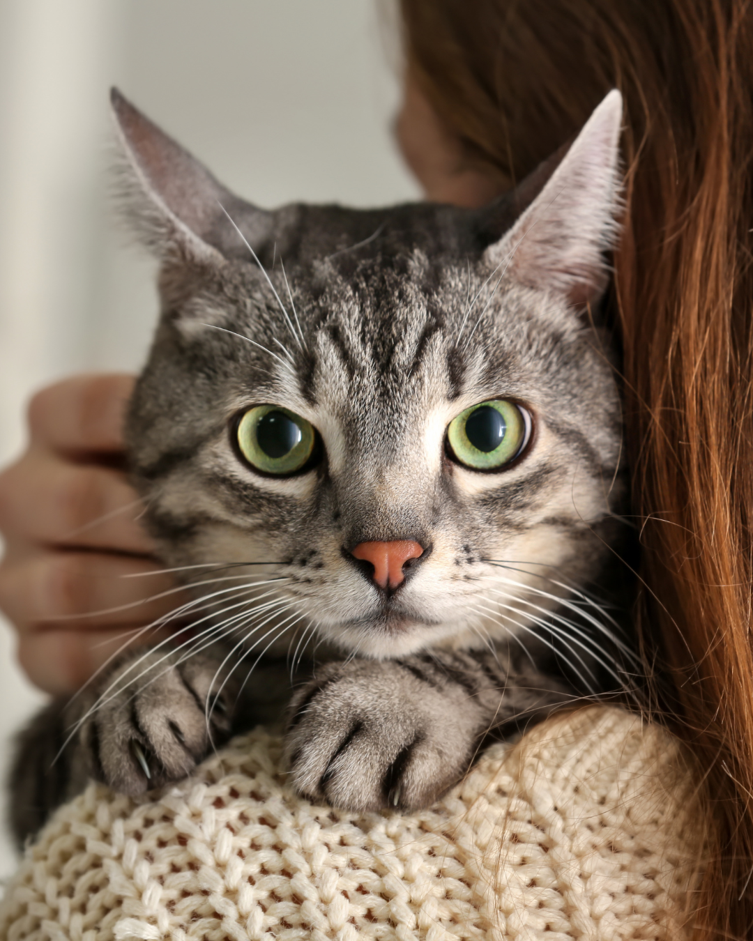 Miawi – Pourquoi les chats errants souffrent en été autant qu’en hiver ?