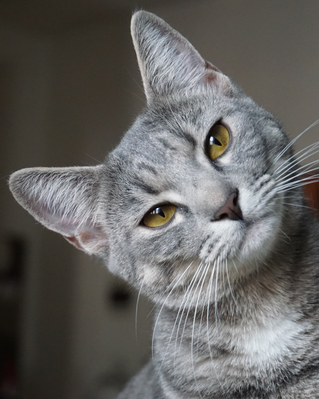 Miawi – Les chats errants : des acteurs essentiels de l’équilibre écologique