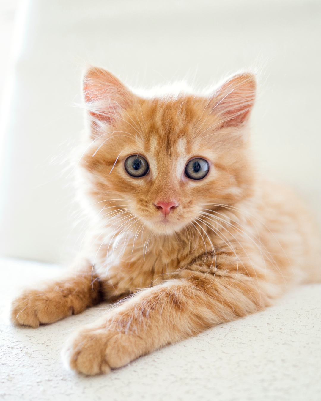 Miawi – Comment les chats errants créent du lien social entre voisins ?