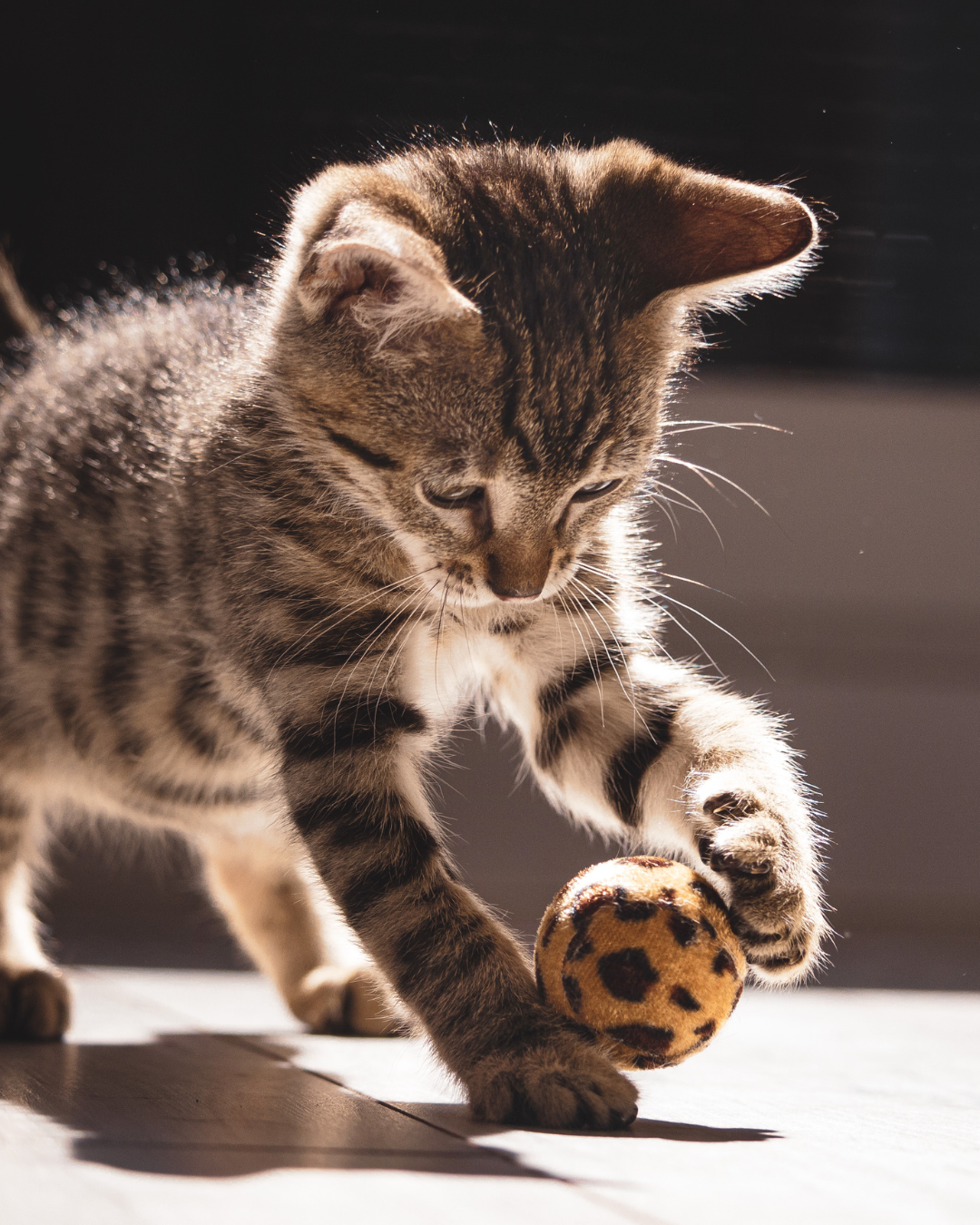 Miawi – Pourquoi protéger les chats errants contribue à la sécurité et à la propreté de votre quartier ?