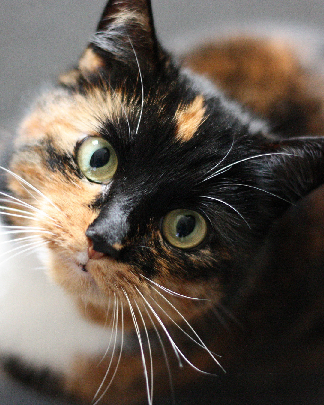 Miawi – 5 signes qu’un chat errant a besoin d’aide